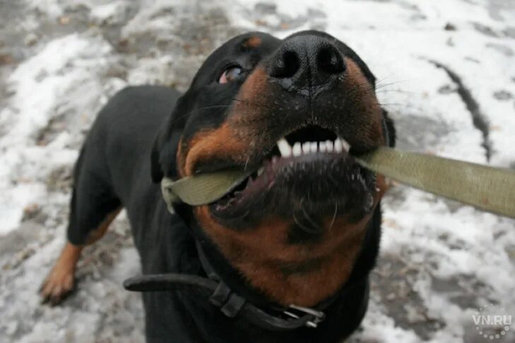 Опасные породы собак в России. Самая опасная собака в России. Потенциально опасные собаки. Вредная собака.
