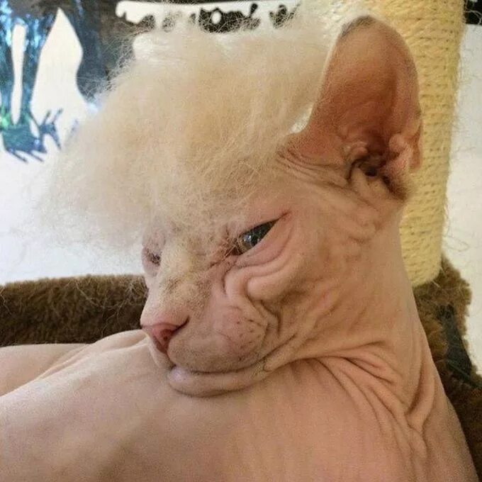 Чем мы хуже кошек? Гафф