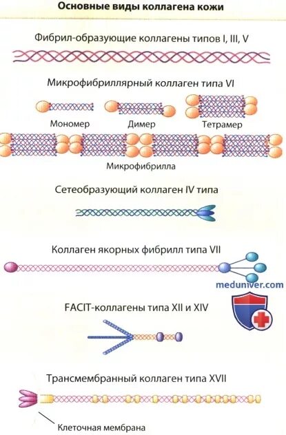 Какой тип коллагена для кожи. Коллаген 4 типа. Коллаген 4 типа строение. Гидролизованный коллаген. Три типа коллагена.