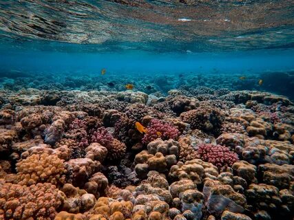 В каком из морей обитают коралловые рифы