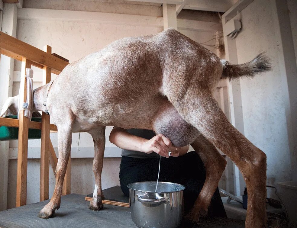 Девичьей молоко. Девичьей молоко. Добрая коза альметьевск. Девичьей молоко. Девичьей молоко.