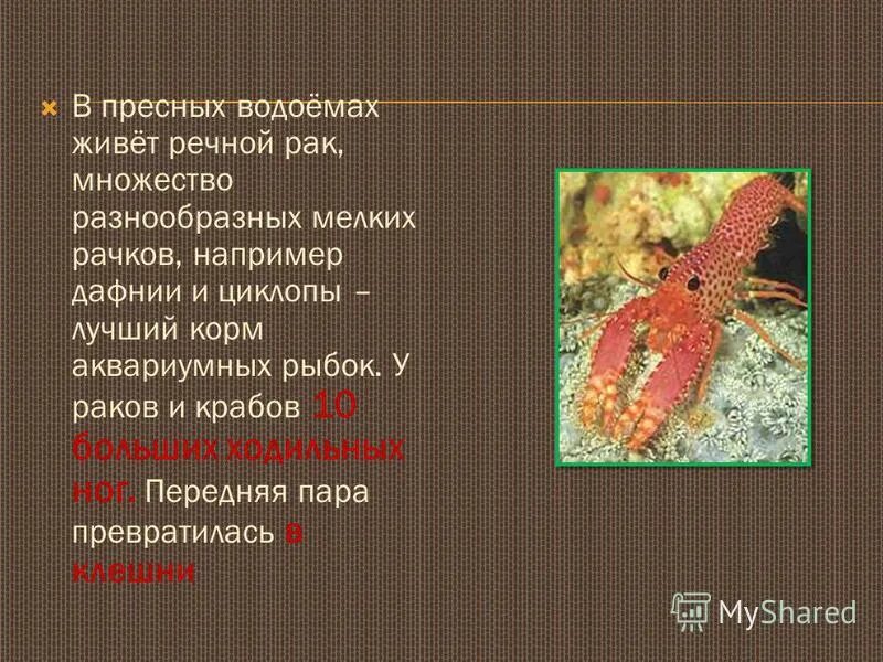 Ракообразные пресных водоемов. Среда обитания ракообразных. Среды обитания ракообразных членистоногих. Мелкие ракообразные в водоеме. Разноногие представители.