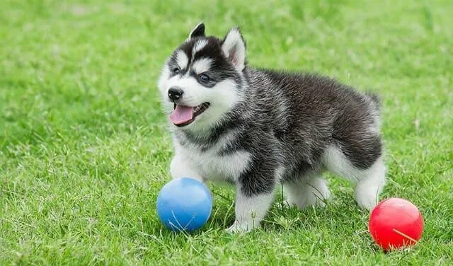 Как воспитать хаску. Дрессированные хаски. Сибирский хаски воспитание. Физическая активность дрессировки сибирской хаски. Воспитание хаски.
