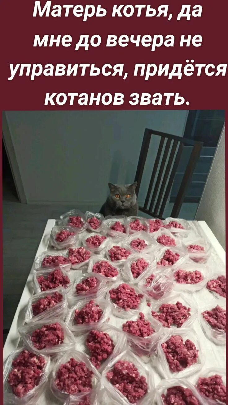 Матерь котья