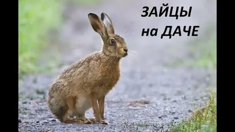 Картинки животного заяц
