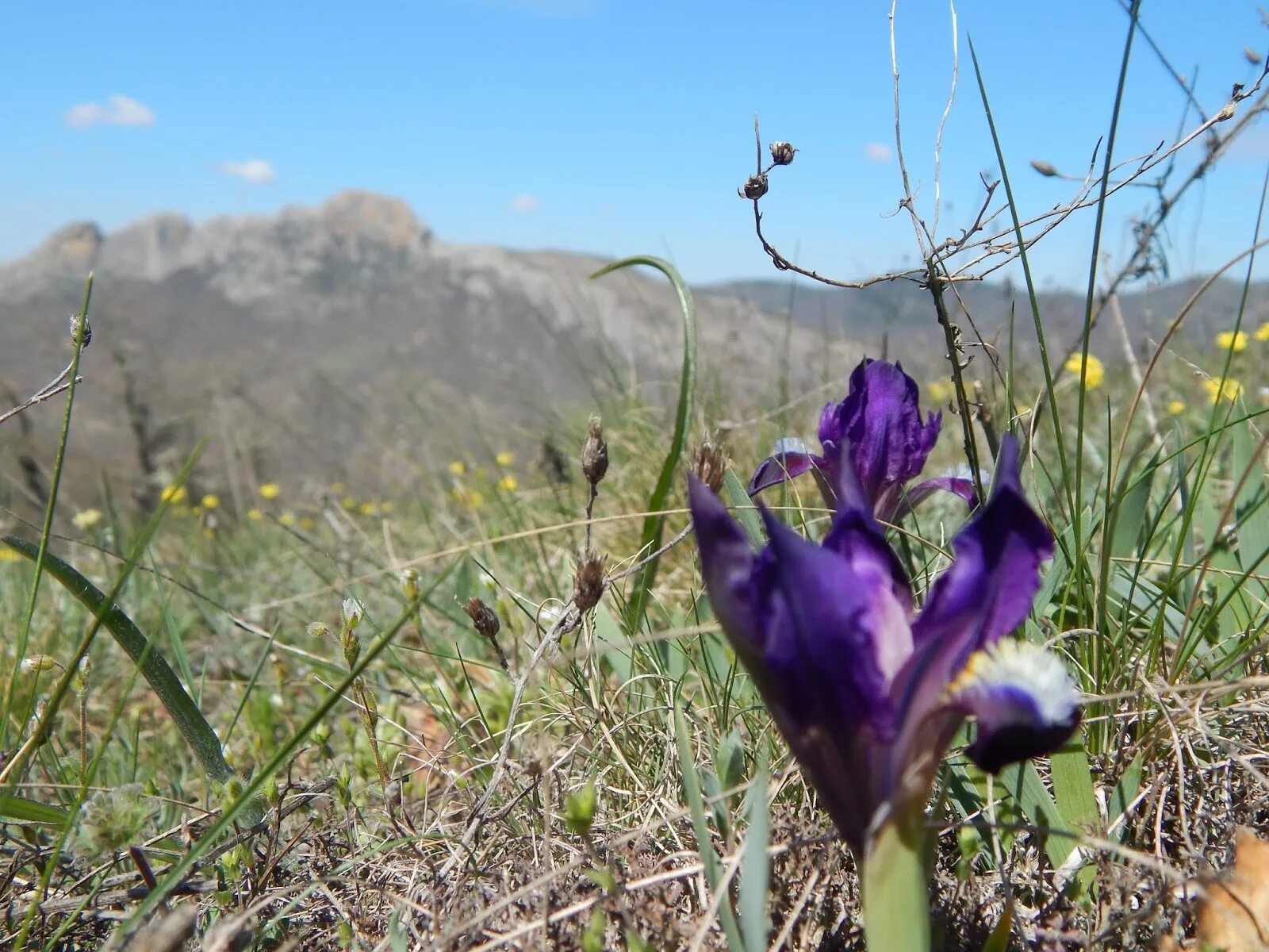 10 дней до весны про крым. Суховей в Крыму. Суховеи в степи. Фиолетовый цветок кавказский в Крыму весной.