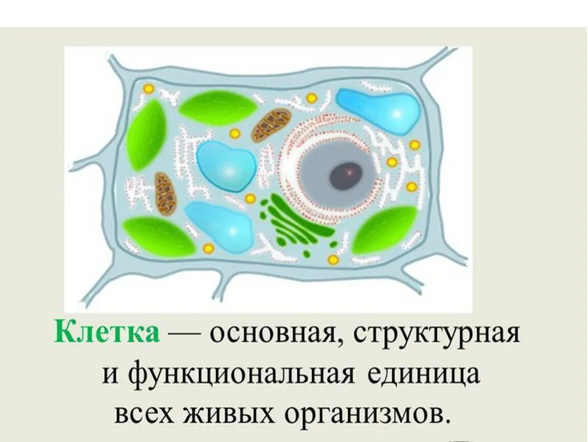 Клетка единица строения живого организма. Структурные единицы клетки. Клетка единица строения всех живых организмов. Клетка структурная и функциональная единица. Клетка структурная и функциональная единица живого организма.