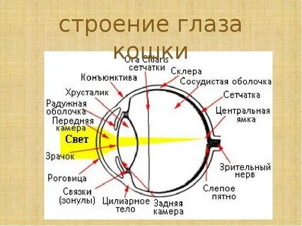 Что значит ока