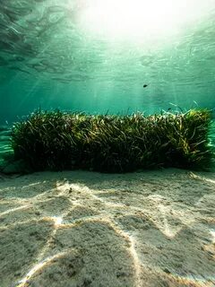 Какие водоросли не растут на большой глубине