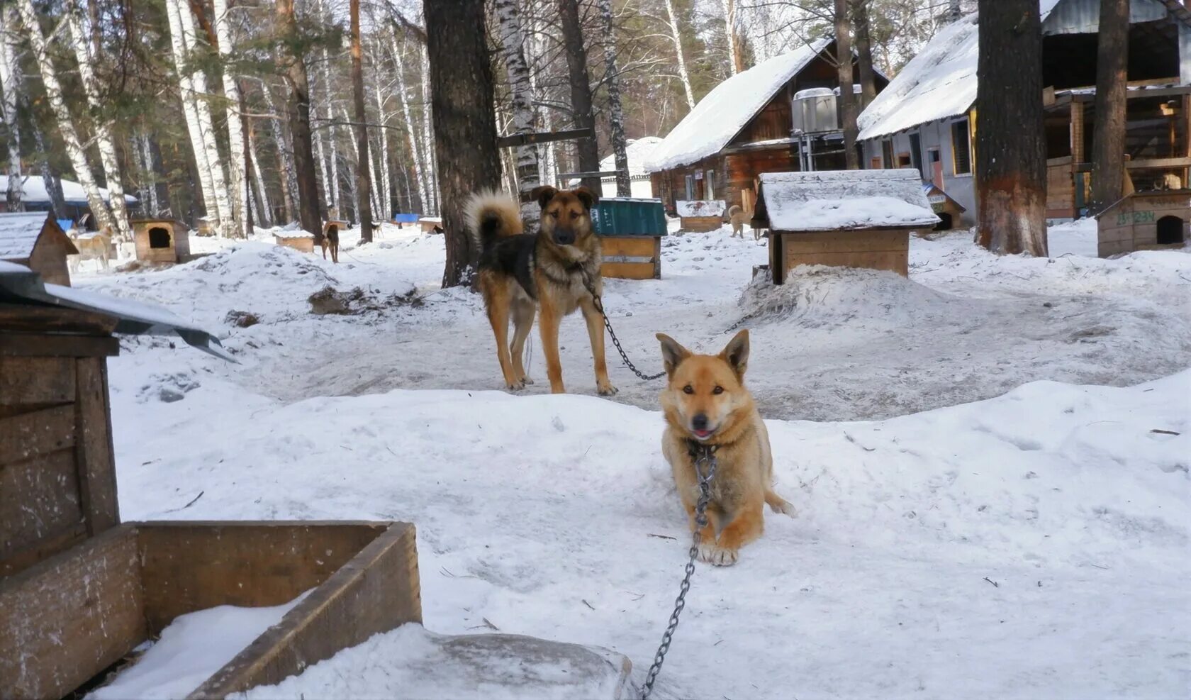 Шанс на жизнь новокузнецк. Приют шанс на жизнь Новокузнецк. Шанс на жизнь приют Новокузнецк Сосновка. Приют для животных. Шанс на жизнь приют для животных.