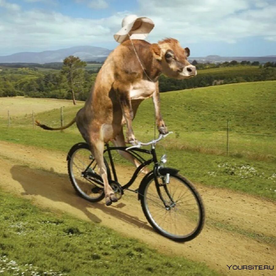 Cycling animals. Корова на велосипеде. Животные на Велике. Велосипед. Собака на велосипеде.