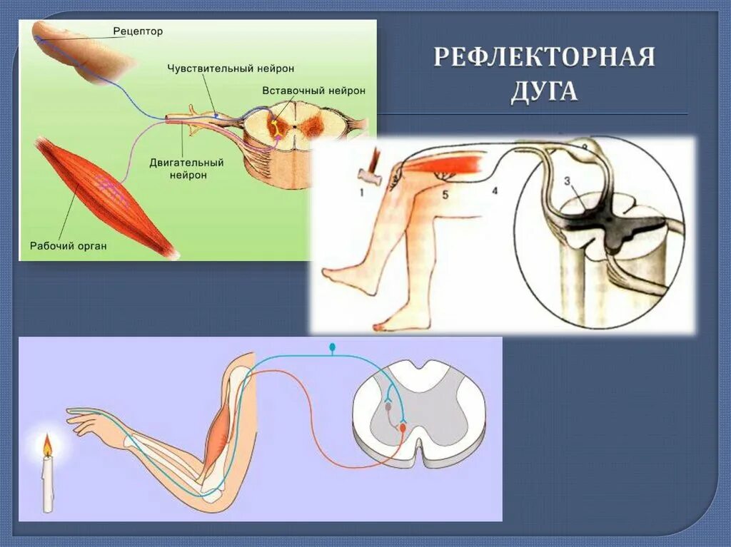 Установите правильную последовательность звеньев рефлекторной дуги. Установите правильную последовательность звеньев рефлекторной дуги