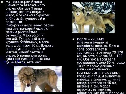 Масса тела волка