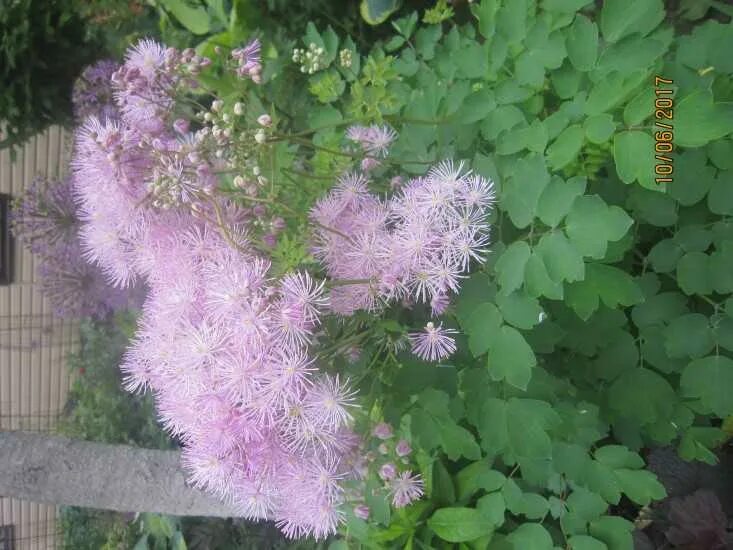 Василистник Делавея семена. Василистник purpureum. Василистник рохебрунский. Василистник водосборолистный. Василистник семена купить