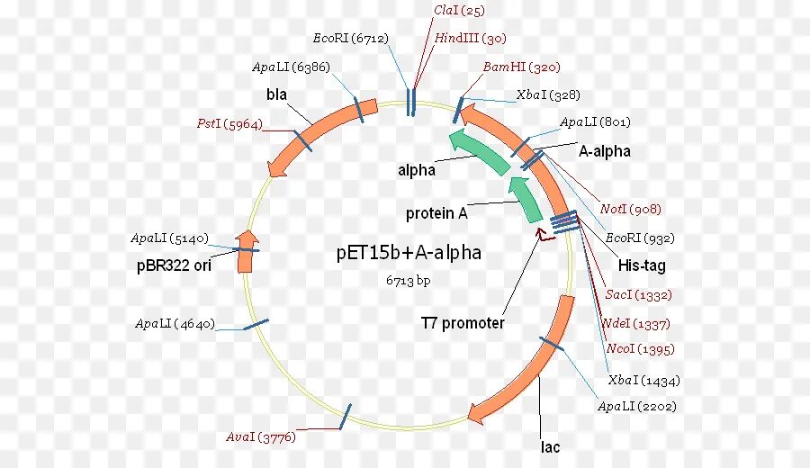 Примеры векторов для экспрессии. Aav colorlab плагин. Экспрессирующие векторы. Векторы плазмиды. Вектор экспрессии.