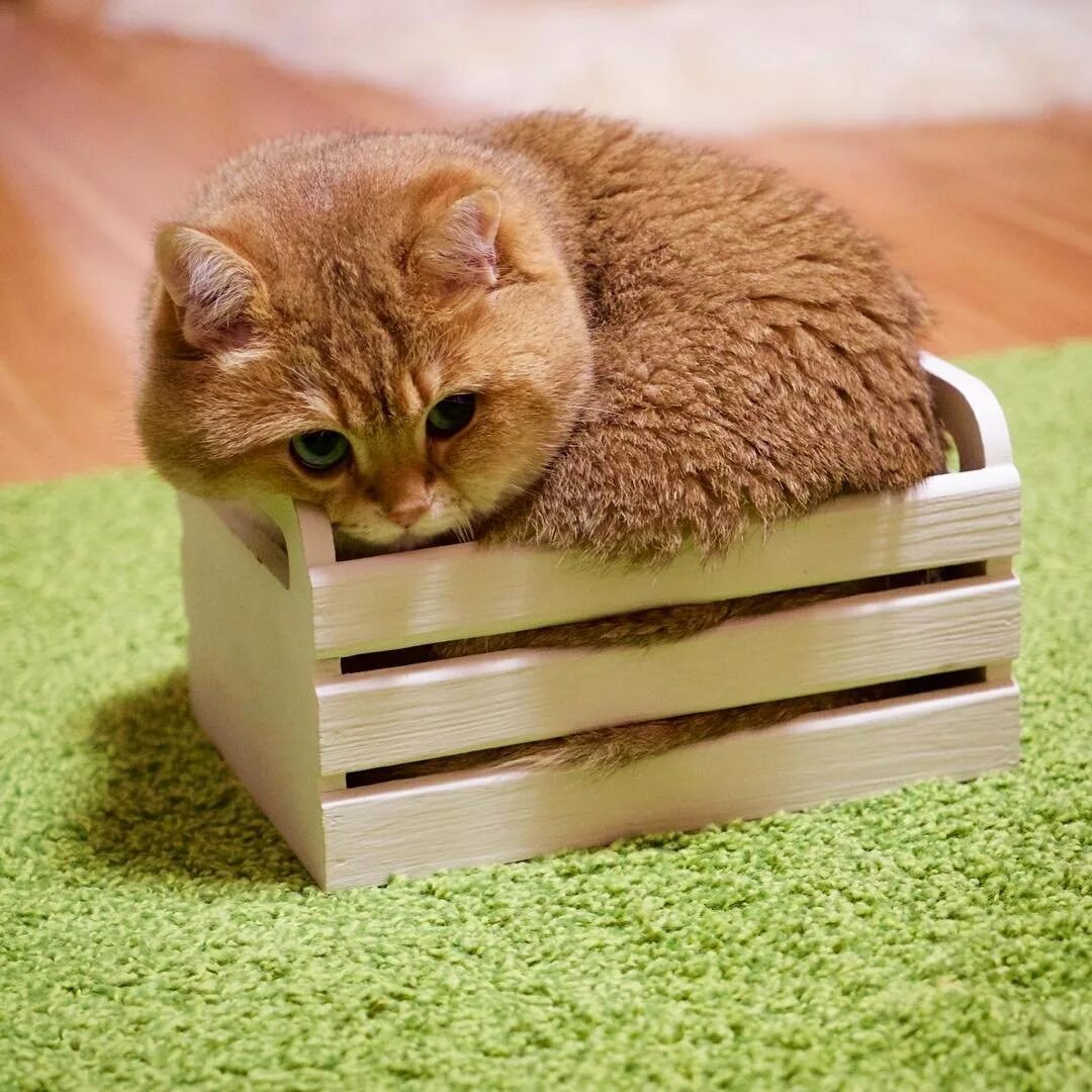 Рыжий кот в коробке. Шотландская хосико. скоттиш фолд хосико. хосико котенок маленький. котик в коробке.
