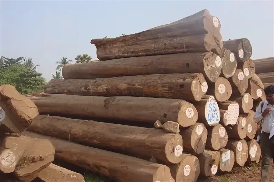 T me buy logs. Тик Таиланд экспорт.