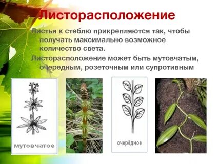 Жилкование одуванчика