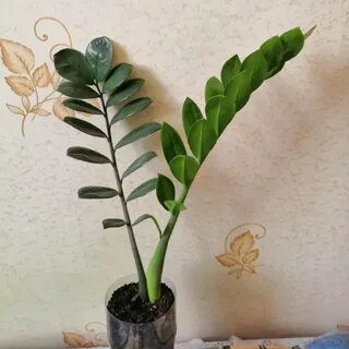Правильное название долларового дерева
