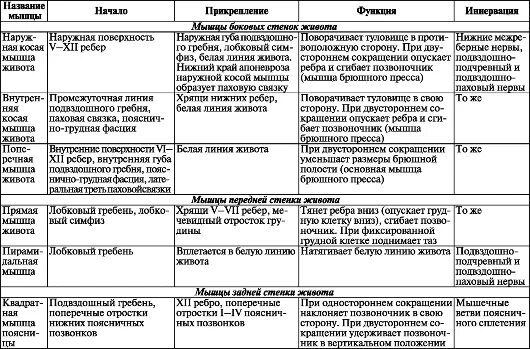 Начало прикрепление функции мышц. Таблица по мышцам живота анатомия. Таблица по мышцам анатомия человека. Поверхностные мышцы спины анатомия таблица. Мышцы туловища живота таблица.