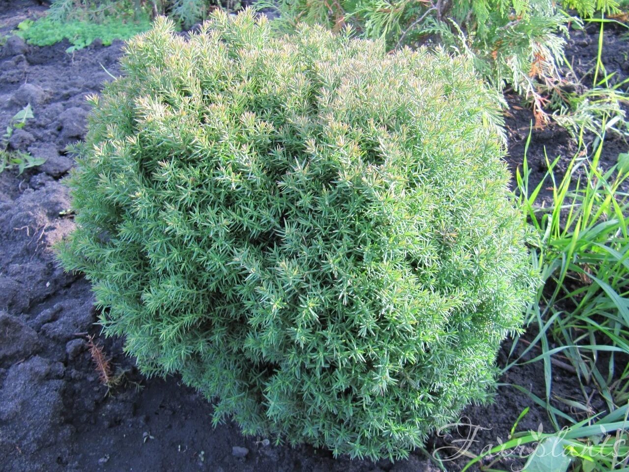 куст похож на можжевельник. можжевельник эректа. куст похож на можжевельник. можжевельник казацкий хикси. микробиота хвойник.