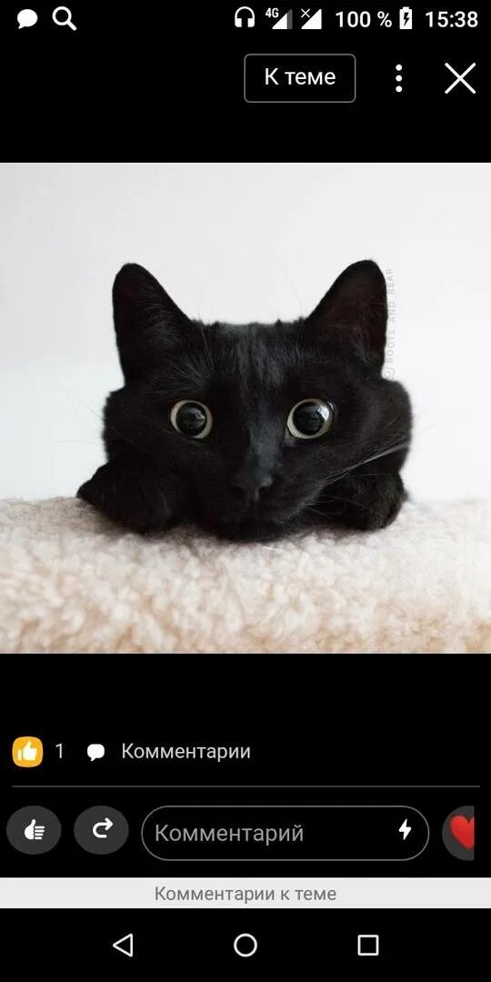 Кошка мурчит без причины. Почему кошки мурлычяат. почему коты мурлыкают. кот мурлычет что это значит. что означает когда кот мурчит.