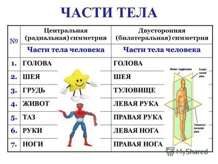 Что является частью туловища