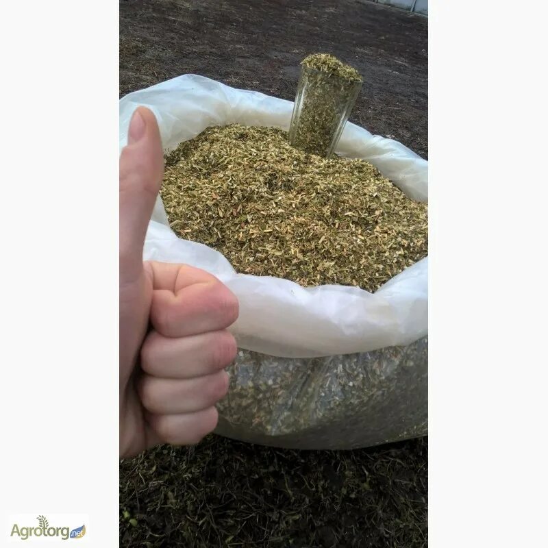 Как вырастить махорку