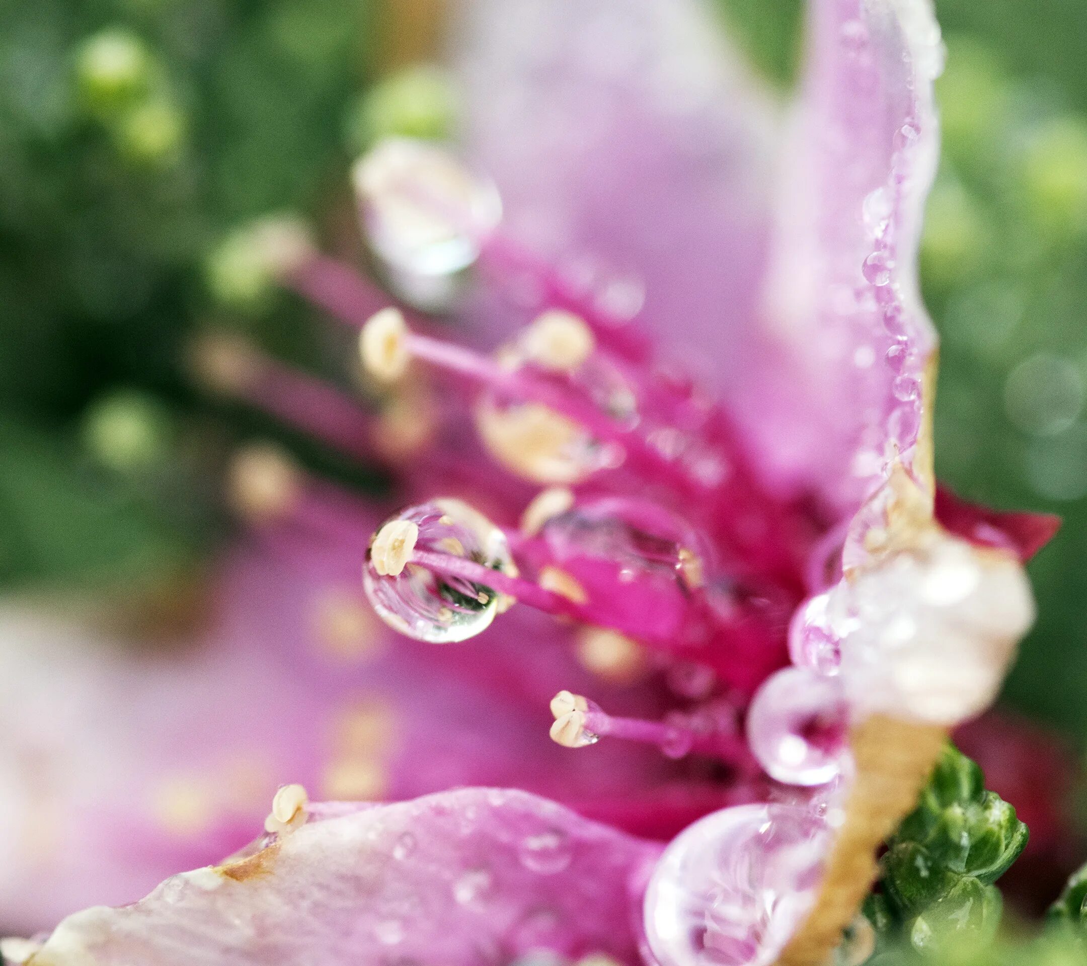 Drop flowers. Цветы Макросъемка. Красивые макрофотографии цветов. Цветочки макро. Роса на цветах.