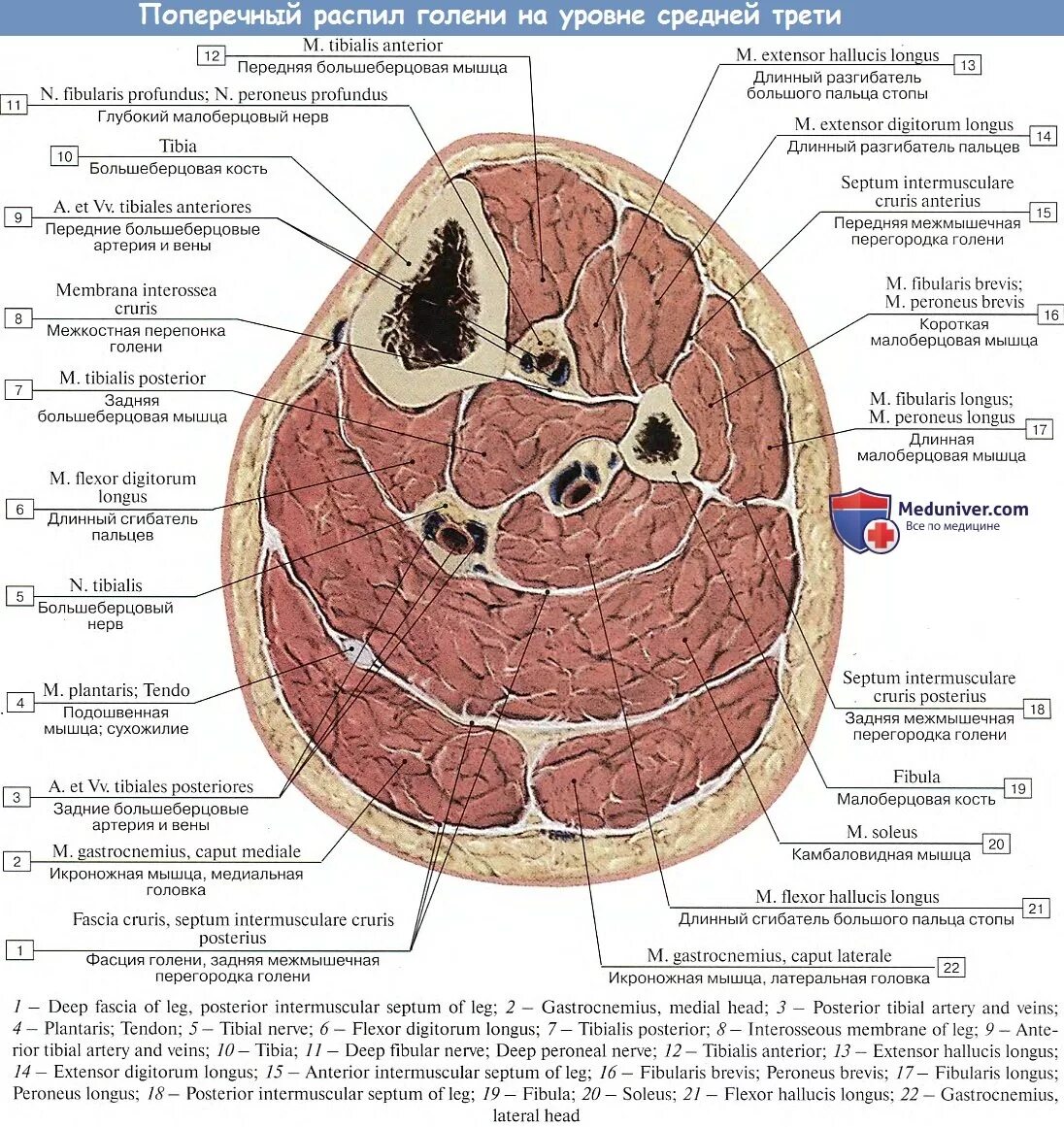 Какие мышцы видны на поперечном разрезе. Поперечный срез тела человека. Топографическая анатомия шеи фасции шеи. Фасции шеи горизонтальный срез. Фасции шеи анатомия человека.