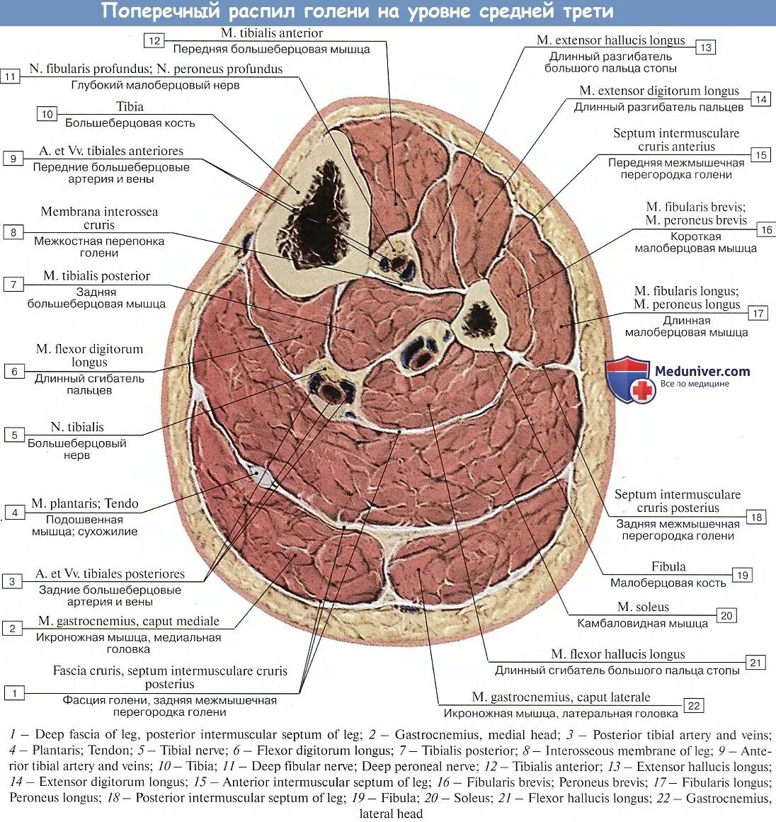 Собственная фасция бедра. Поперечные распилы голени топографическая анатомия. Поперечный разрез бедра топографическая анатомия. Анатомия голени поперечный срез. Срез голени топографическая анатомия.