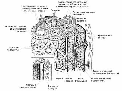 Поперечный срез костной ткани