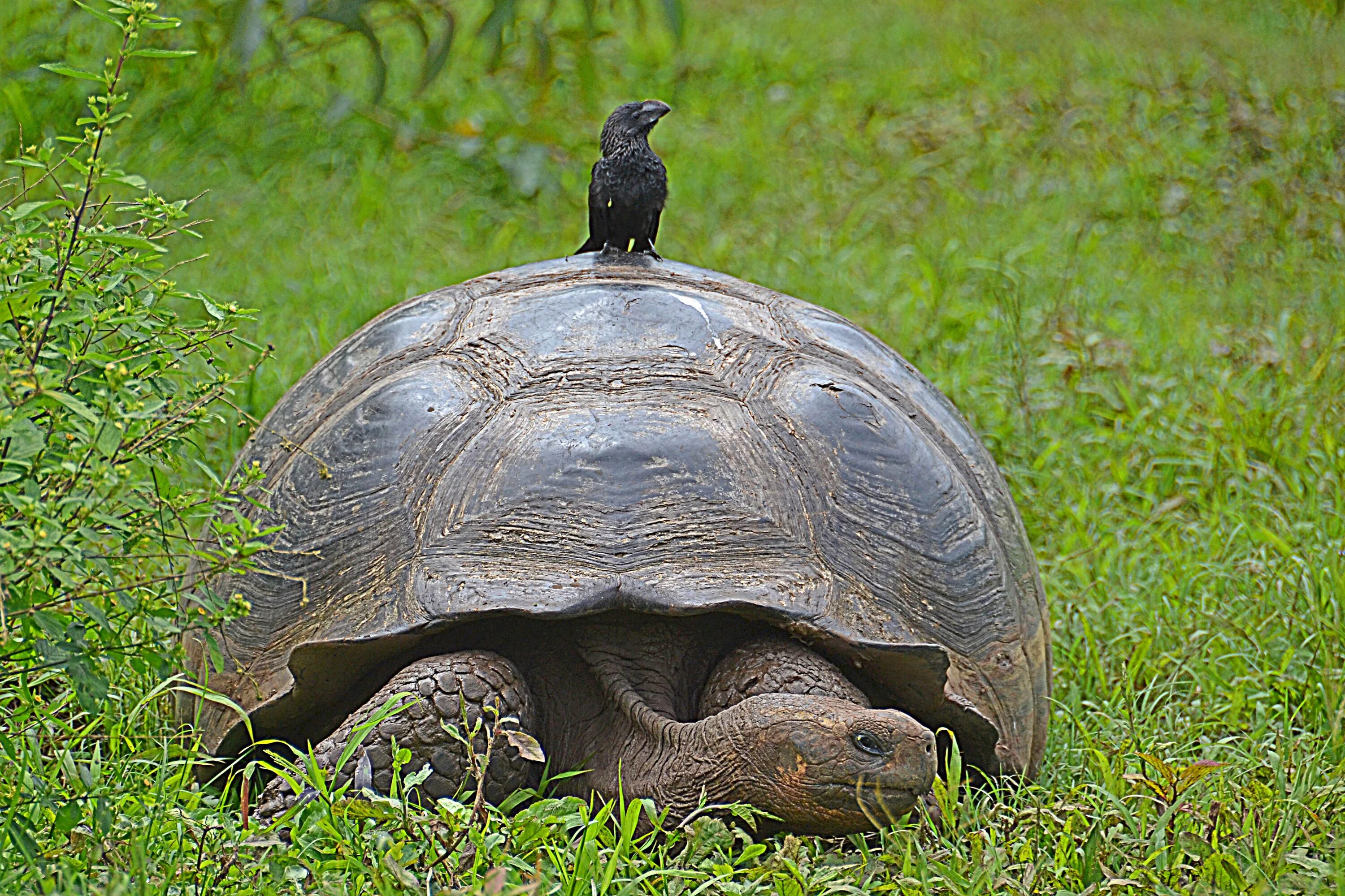 Галапагосская черепаха. Галапагосская гигантская черепаха. Галопогоская Черепаза. Сухопутная черепаха Галапагосы. Абингдонская слоновая