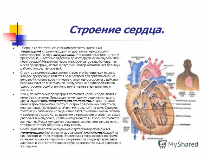 Сердце состоит из. Сердце состоит из предсердий и. Сердце состоит из предсердий и. Сердце состоит из предсердий и. Строение сердца человека желудочки и предсердия.
