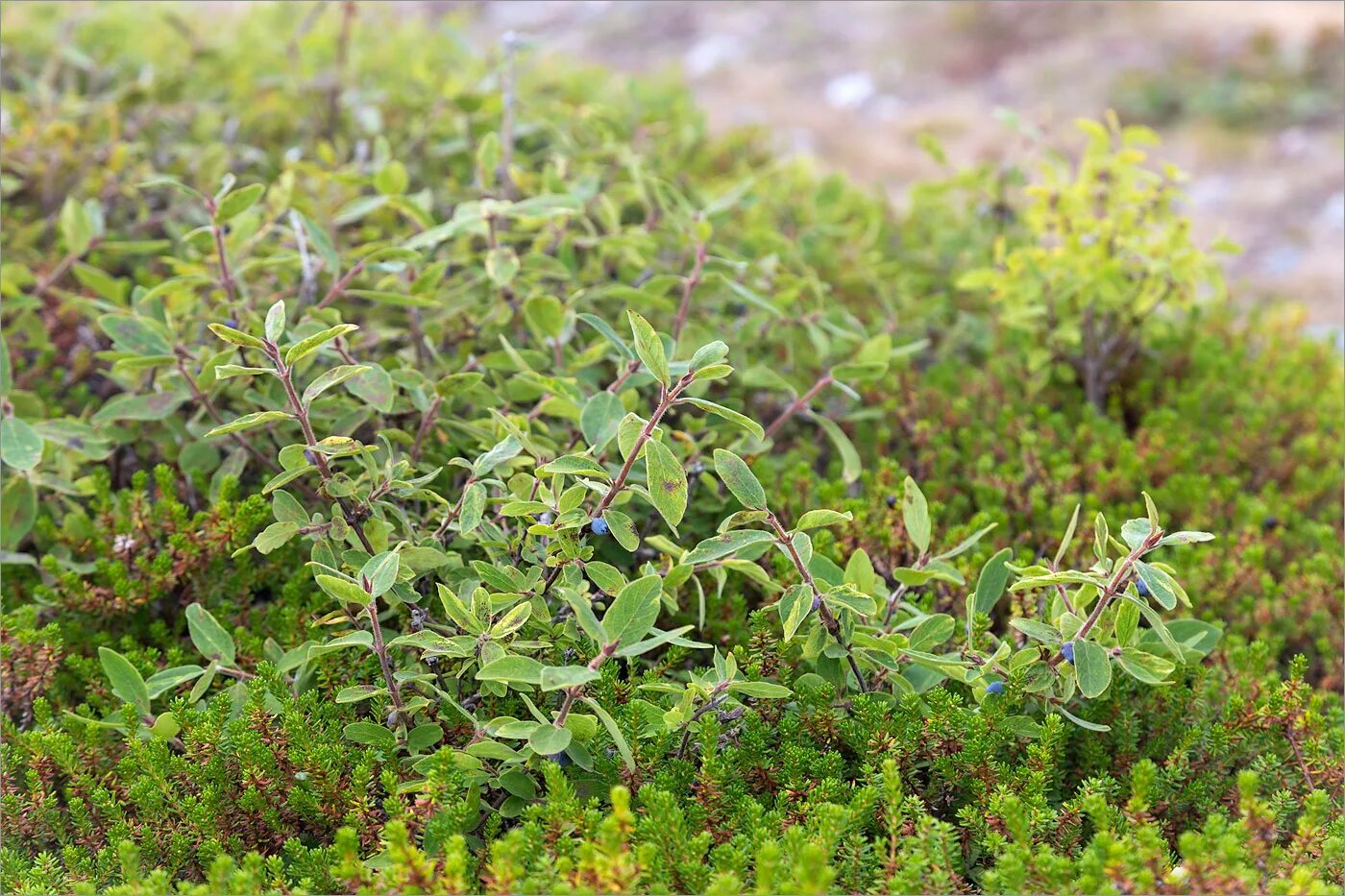 Жимолость тундра. Жимолость Tundra. Жимолость канадская тундра. Lonicera × subarctica.