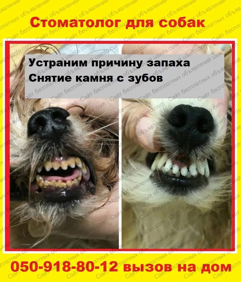 Как чистить зубы собаке? Диана Акмалова Дзен