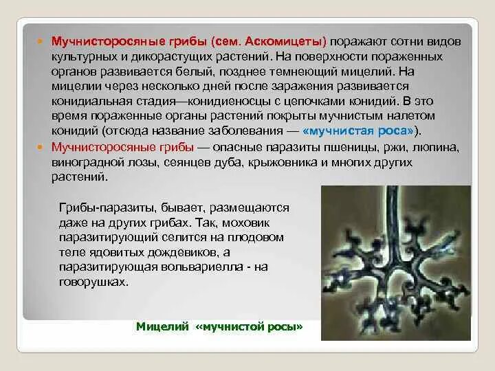 Мицелий является паразитом. Мучнистая роса паразит. грибы паразиты мучнисторосяные грибы. мучнисторосяные грибы мицелий. грибы паразиты мучнисторосяные характеристика.