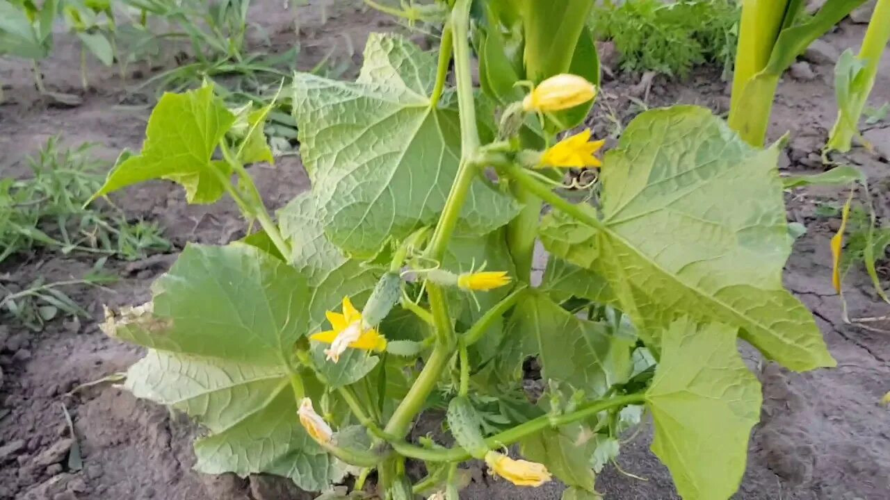 Можно ли сажать огурцы с кукурузой. Кукуруза на грядке. Можно ли сажать огурцы с кукурузой. Опора для огурцов. Кукуруза в огороде.