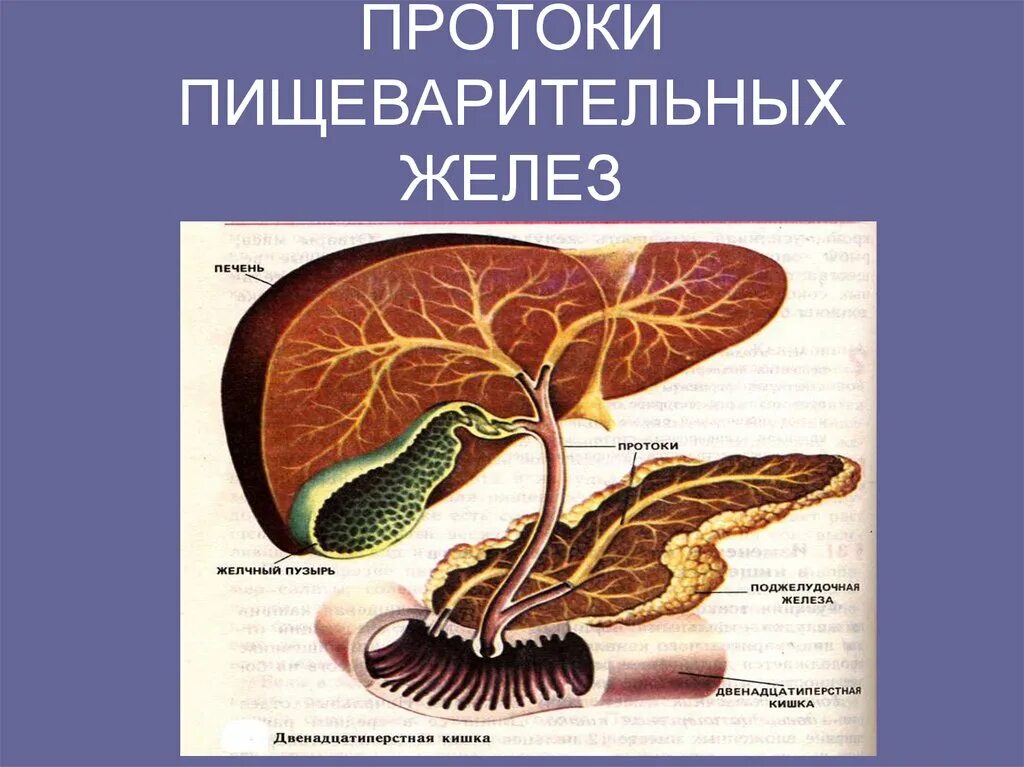Пищеварительная система поджелудочная железа. Протоки поджелудочной железы и печени анатомия. Пищеварительные железы печень и поджелудочная железа. Пищеварительные железы: печень, поджелудочная, кишечные..