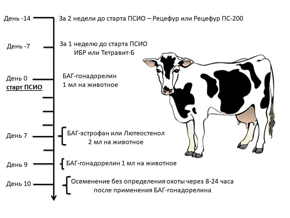 Сколько стельность у коровы