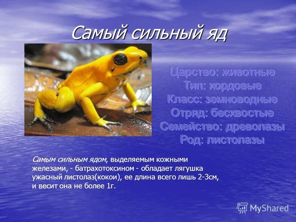 ужасный листолаз. самый сильный яд в мире. самый сильный химический яд. самый сильный яд. самый смертельный яд для человека.