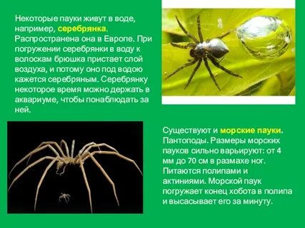Три примера паукообразных