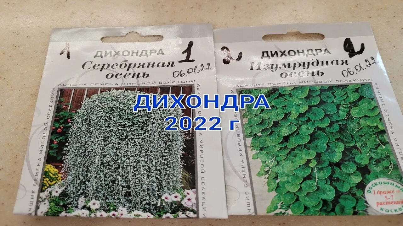 Дихондра посев семян на рассаду хитрости. Дихондра традесканция. дихондра вегетативная серебристая. дихондра серебристый водопад. дихондра серебряные нити.