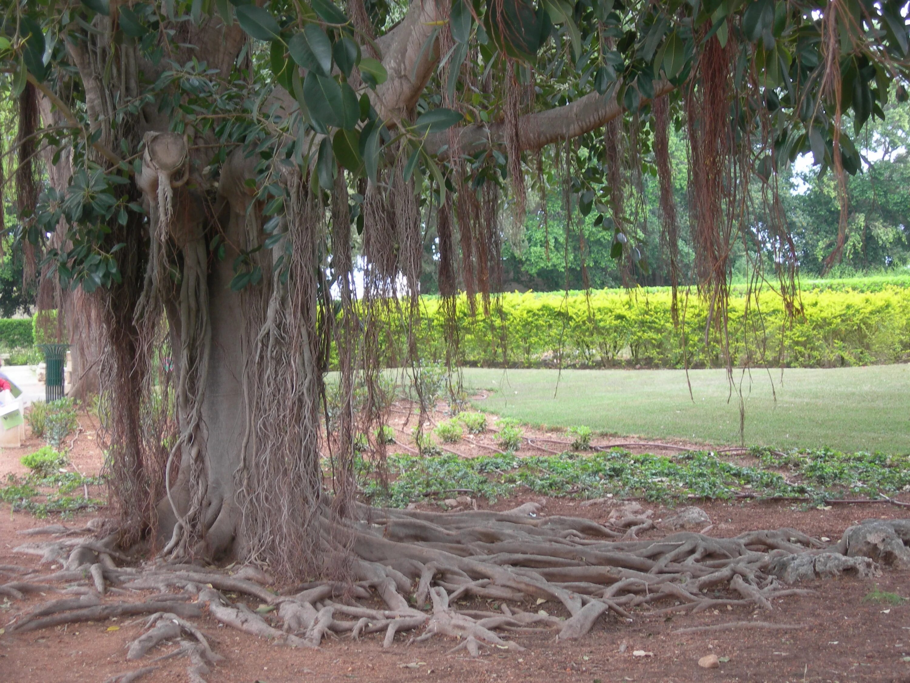 Фикус obliqua. Дерево корни Рамат Ган. Фикус Сирия. Баньян или Бодхи.
