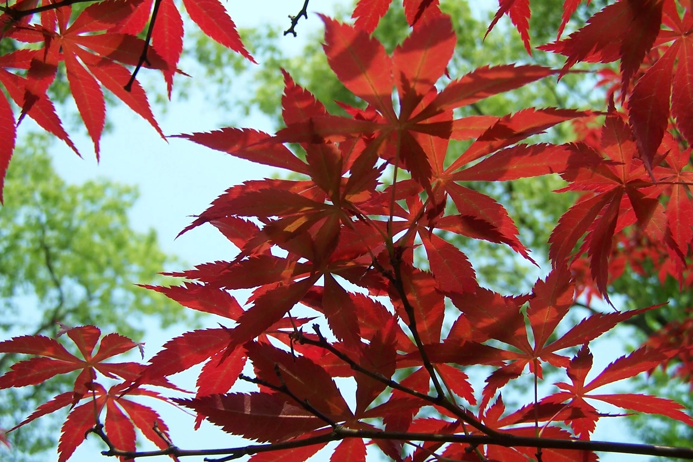 Plantas con follaje rojo Plantas de follaje, Plantas, Follaje