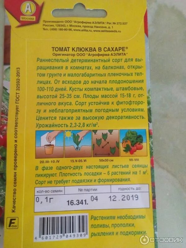 Томат клюква в сахаре описание