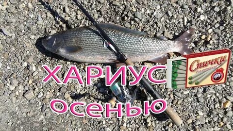 Хариус в августе на что ловить