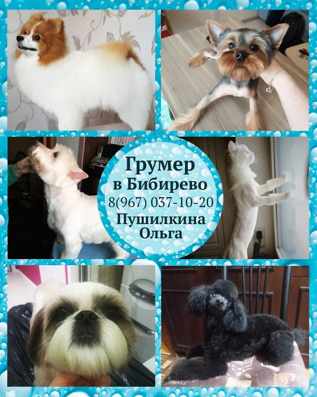 Грумер года. Стрижка собак и кошек картинки. грумер в бибирево. груминг для кошек свао. свободные окошки на груминг.