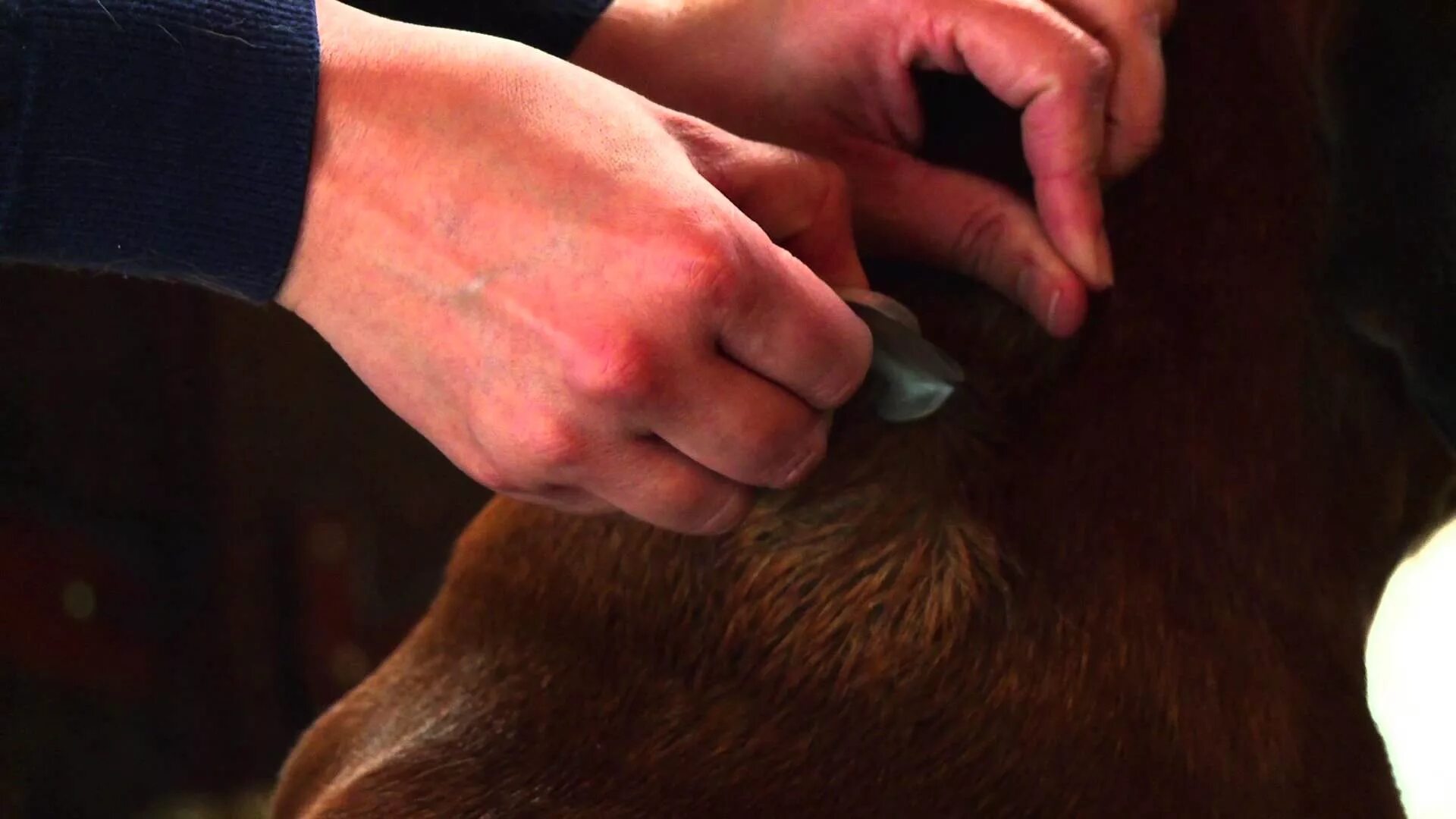 Как подстричь собаку если она кусается