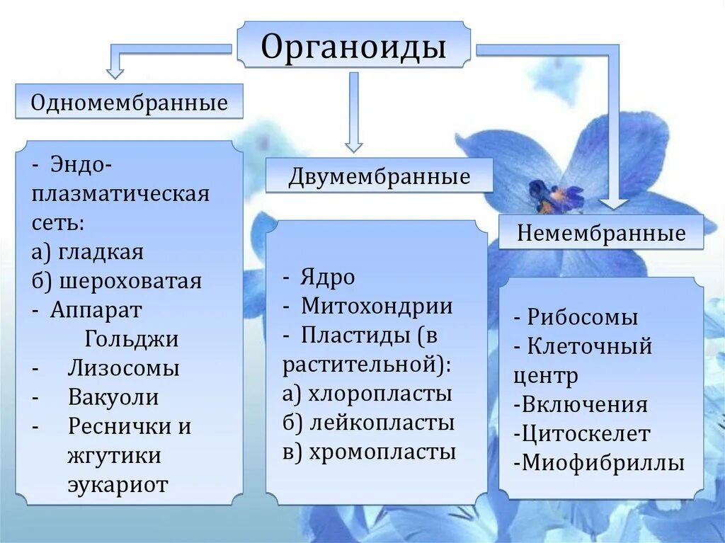 Одномембранные и двумембранные органоиды клетки таблица. Одномембранные органеллы эукариот. Мембранные и немембранные органоиды клетки. Органоиды клетки таблица двухмембранные одномембранные.